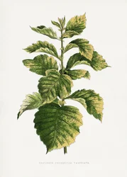Illustration av vanlig hagtornsblad