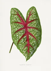 Illustration av ett grönt Caladium Chantini-blad