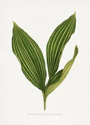 Illustration av liljekonvaljblad
