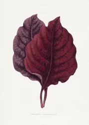Illustration av ett rosa amarantblad
