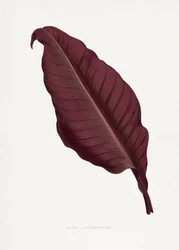 Illustration av ett rosa Canna atronigricans-blad