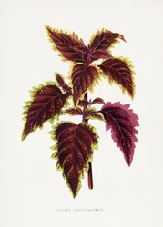 Illustration av ett rosa coleusblad