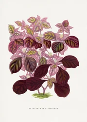 Illustration av ett rosa blad av Teleianthera ficoidea