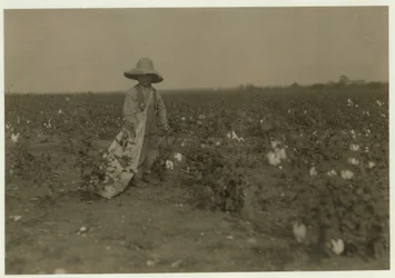 5-åriga Willie Hesse plockar 15 pund bomull om dagen på sina föräldrars 80 hektar stora gård nära West, Texas, 1913