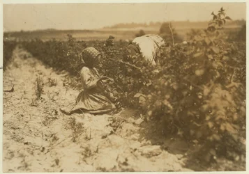 En sexårig polsk flicka som plockar bär hela dagen med sin familj (Scholtz) vid Rock Creek nära Baltimore, Maryland, 1909