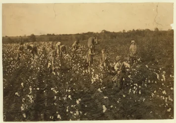 Familjen plockade bomull nära McKinney, Texas, 1913