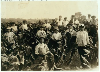 Goodrich Tobacco Farm, nära Gildersleeve, Connecticut, 1917