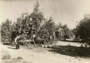Utan titel, ca. 1935.