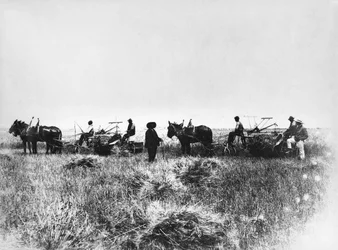 Att klippa hö i Policoro-fält, bönder med hästar och vagnar, Basilicata, tidigt 1900-tal, Italien, 1900-talet