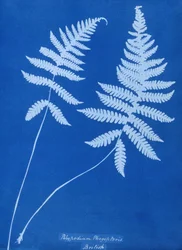 Cyanotyp av Polypodium phegopteris