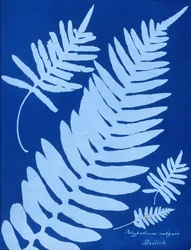 Cyanotyp av Polypodium vulgare
