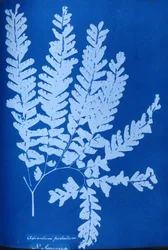 Cyanotyp av en nordamerikansk ormbunke, Adiantum pedatum