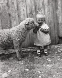 Lamm intresserar sig för ett litet barns mellanmål, ca 1930-talet