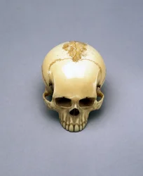 Modell av en dödskalle, förmodligen en netsuke, japansk