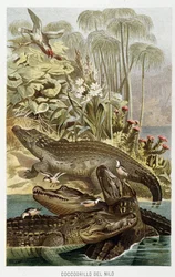 Nile Crocodiles (crocodylus niloticus) - i "The Life of Animals" av A.E. Brehm, Turin