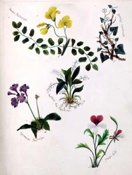 Vilda blommor (sida från en skissbok med vers)