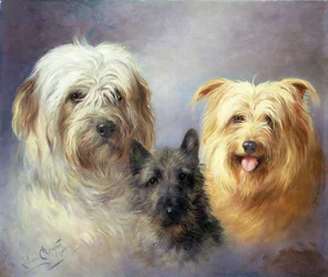 En tibetansk terrier, en cairnterrier och en silkyterrier