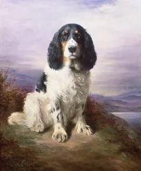Royal, en trefärgad Springer Spaniel