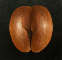 Coco de Mer, 2010 (akryl på duk)