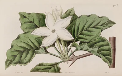 Gardenia i närheten