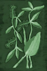 Botaniska nyanser av grönt