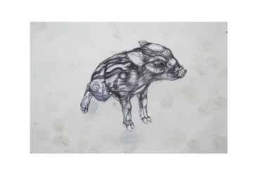 Little Pig, 2015, (bic biro på papper)