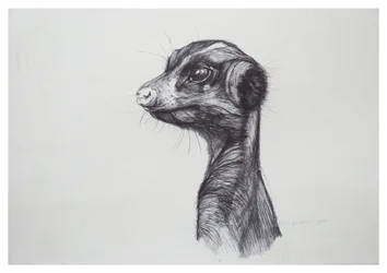 Meerkat, 2016, (biro på papper)