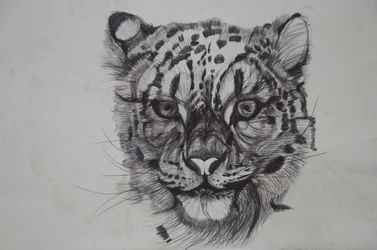 Snow Leopard, 2016, (bic biro på papper)