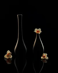 Eleganta orkidéreflektioner