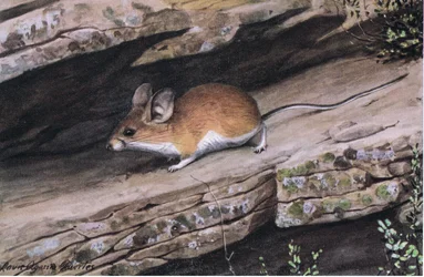 Big Eared Pinion Mouse representerar den vitfotade klanen i de karga kanjonerna i sydväst
