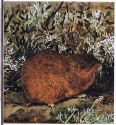 Brown Lemming, en tjock gnagare som lever i en bikaka av tunnlar