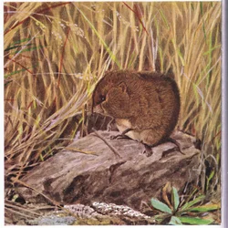 Field Mouse eller Sork, ständigt vaksam, övervakar sin motorväg genom en trasslig skog av gräs