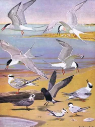 Illustration från puben The Natural History of American Birds of Eastern and Central North America. av Bramhall House c.1970