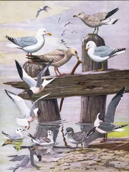 Illustration från puben The Natural History of American Birds of Eastern and Central North America. av Bramhall House c.1970
