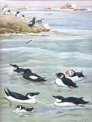Illustration från puben The Natural History of American Birds of Eastern and Central North America. av Bramhall House c.1970