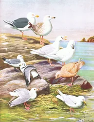 Illustration från puben The Natural History of American Birds of Eastern and Central North America. av Bramhall House c.1970