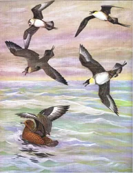 Illustration från puben The Natural History of American Birds of Eastern and Central North America. av Bramhall House c.1970