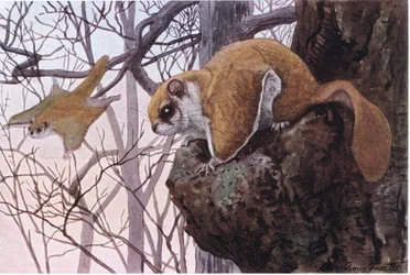 Southern Flying Squirrel har glidmembran