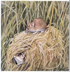 Western Harvest Mouse lever och häckar i ett gräsbevuxet bo
