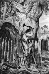 Jag planterade tio rader med palissader. gravyr efter M. de Sainsons teckning till Daniel Defoes bok (De foe) “Robinson Crusoe”” fransk upplaga från 1837.