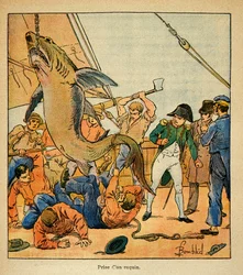 Illustration af Bombled Louis (1862-1927) fra bogen "The Memorial of St. Helene" af Grev Emmanuel de Las Cases (1766-1842): Kejser Napoleon overværer fangsten af en haj ombord på Northumberland, Private Collectionswed