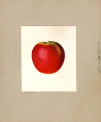 Äpple (Malus domestica: nr 57) (akvarell)