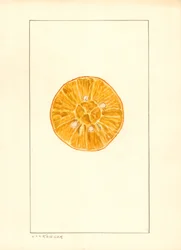 Apelsin (Citrus sinensis) (vattenfärg)