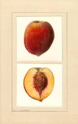 Persikor (Prunus persica: Nummer 10) (akvarell)
