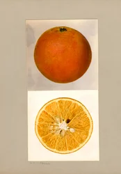 Ananas Apelsin (Citrus sinensis)