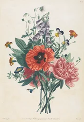 Samling av blommor och frukter målade efter naturen: Bukett av Foxglove, Clematis, Pensy, Pion, Poppy och Yellow Day Lily