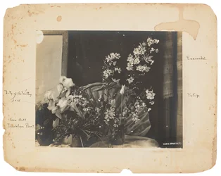 Tiffany Studios, ca 1898-1920 (fotografi s/v)