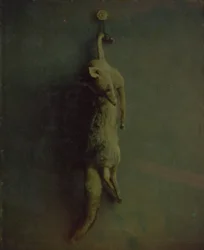 Fox, ca. 1870.