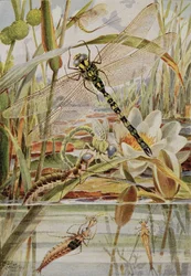 Dragonfly and Mayfly, illustration från "Stories of Insect Life" av William J. Claxton
