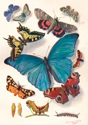 Exempel på Color Block Illustration for Scientific Work, c1903.